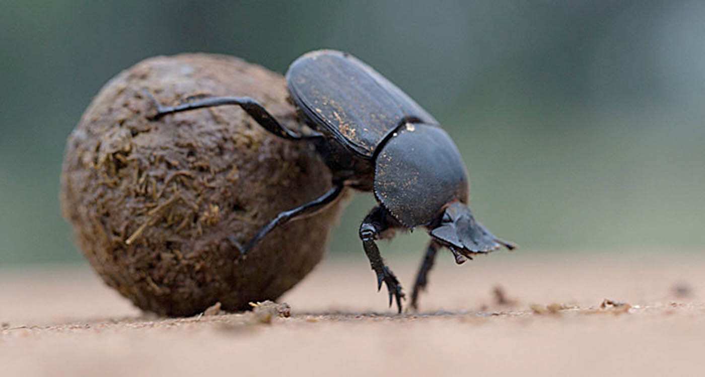 dung beetle image