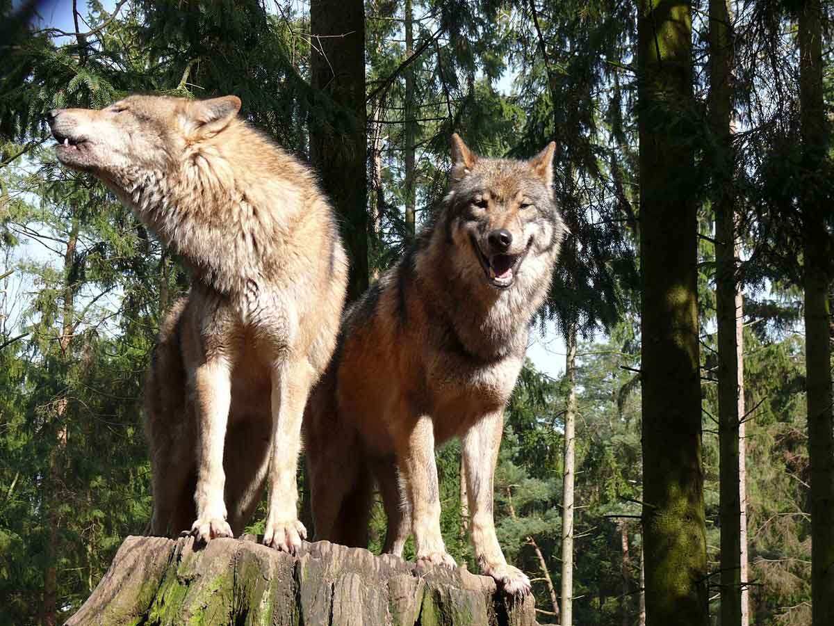 wolves photo
